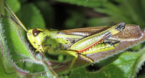 Stethophyma grossum